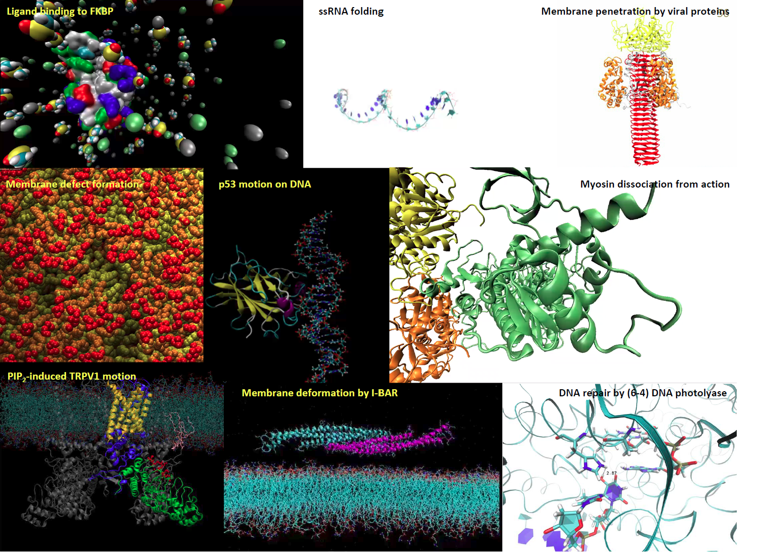 MD simulations